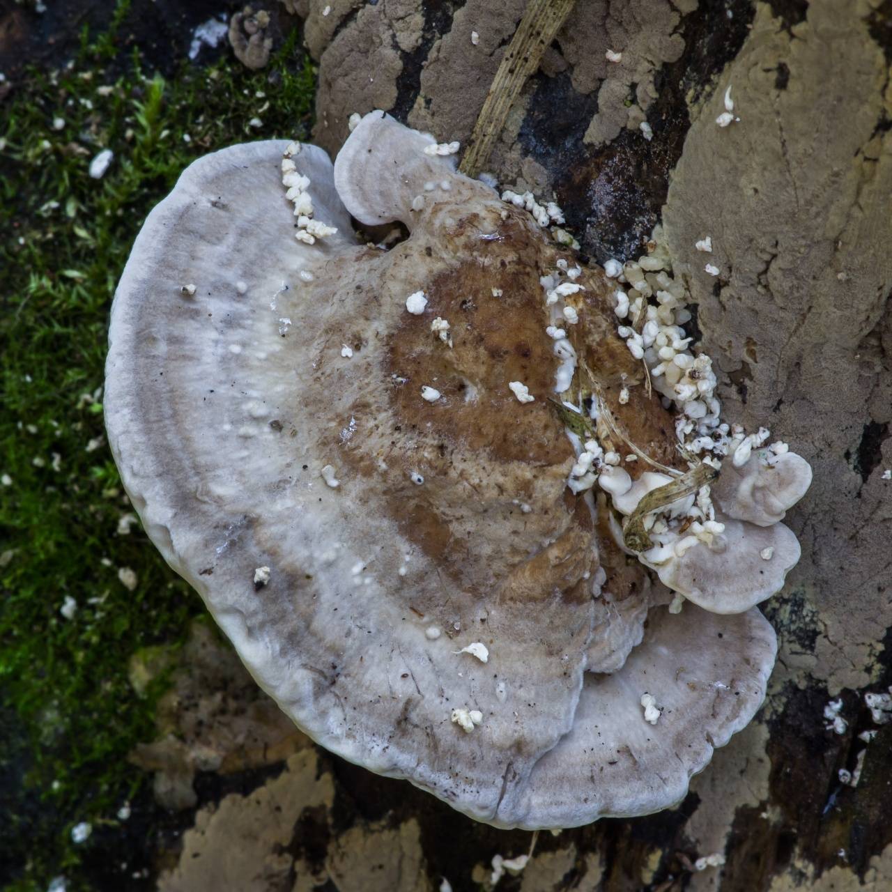 Траметес охряный — описание гриба, где растет, похожие виды, фото