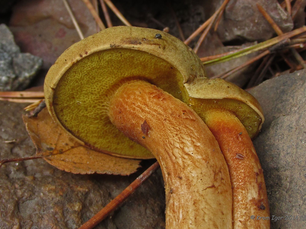 Моховик зеленый (xerocomus subtomentosus): фото, описание и рецепты приготовления съедобного гриба
