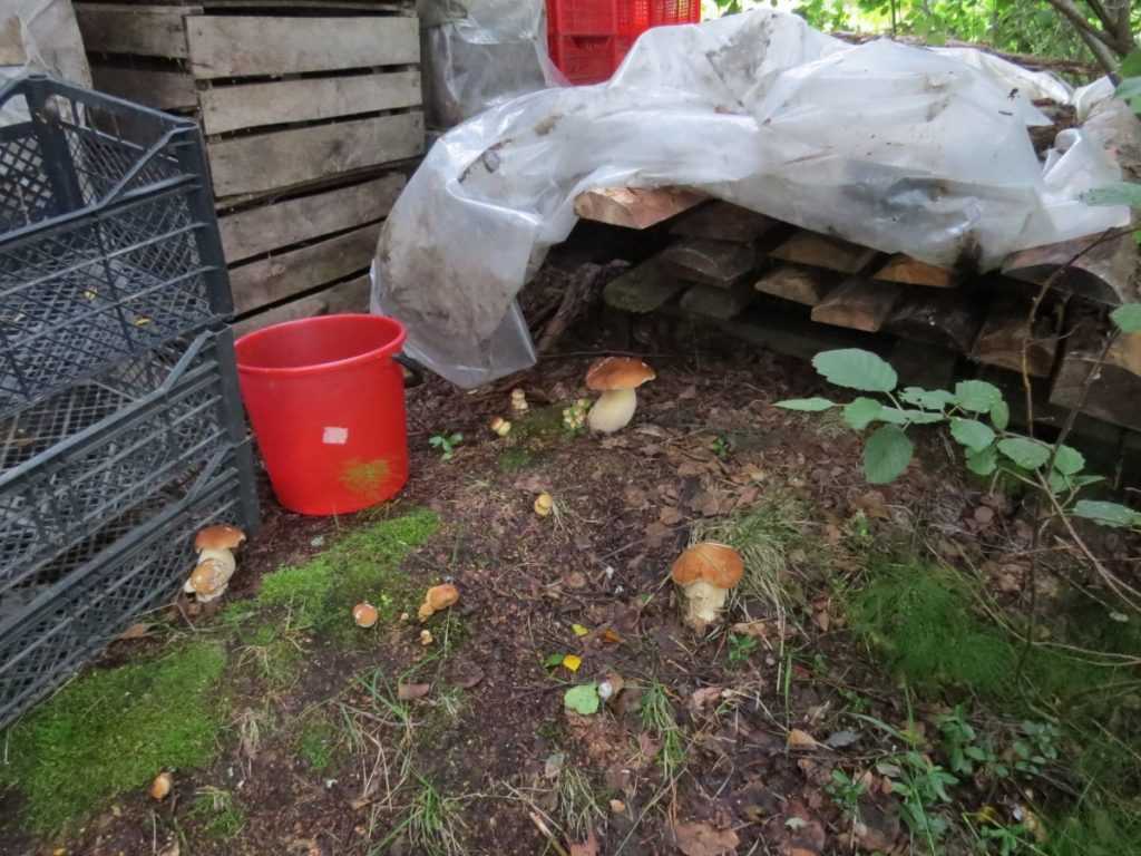 Выращивание белых грибов в домашних условиях для новичков. видео, технологии подробно с фото