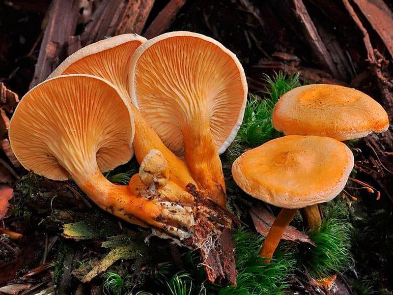 Ложная лисичка — описание, где растет, ядовитость гриба