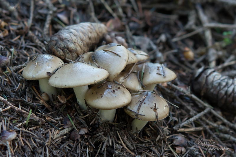 50 фото разных видов гриба «сластена», ? названия, описания, как отличить