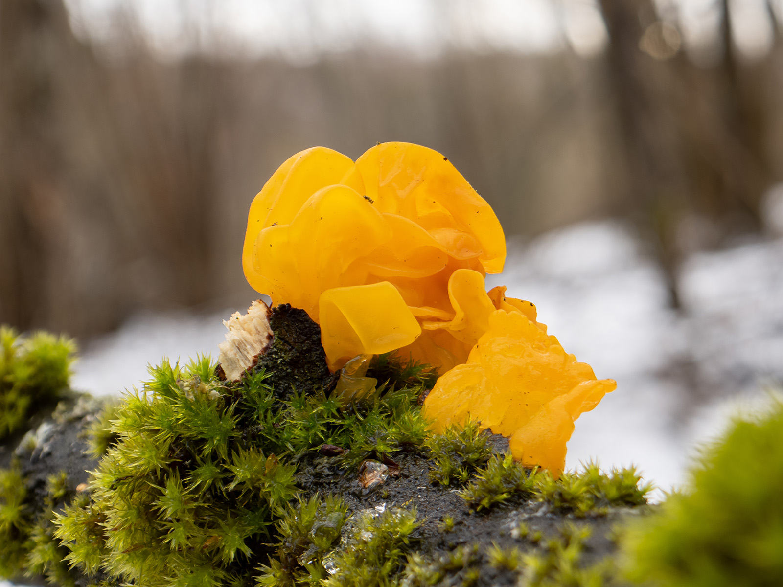 Достаточно ли вы знаете о грибе дрожалка оранжевая?