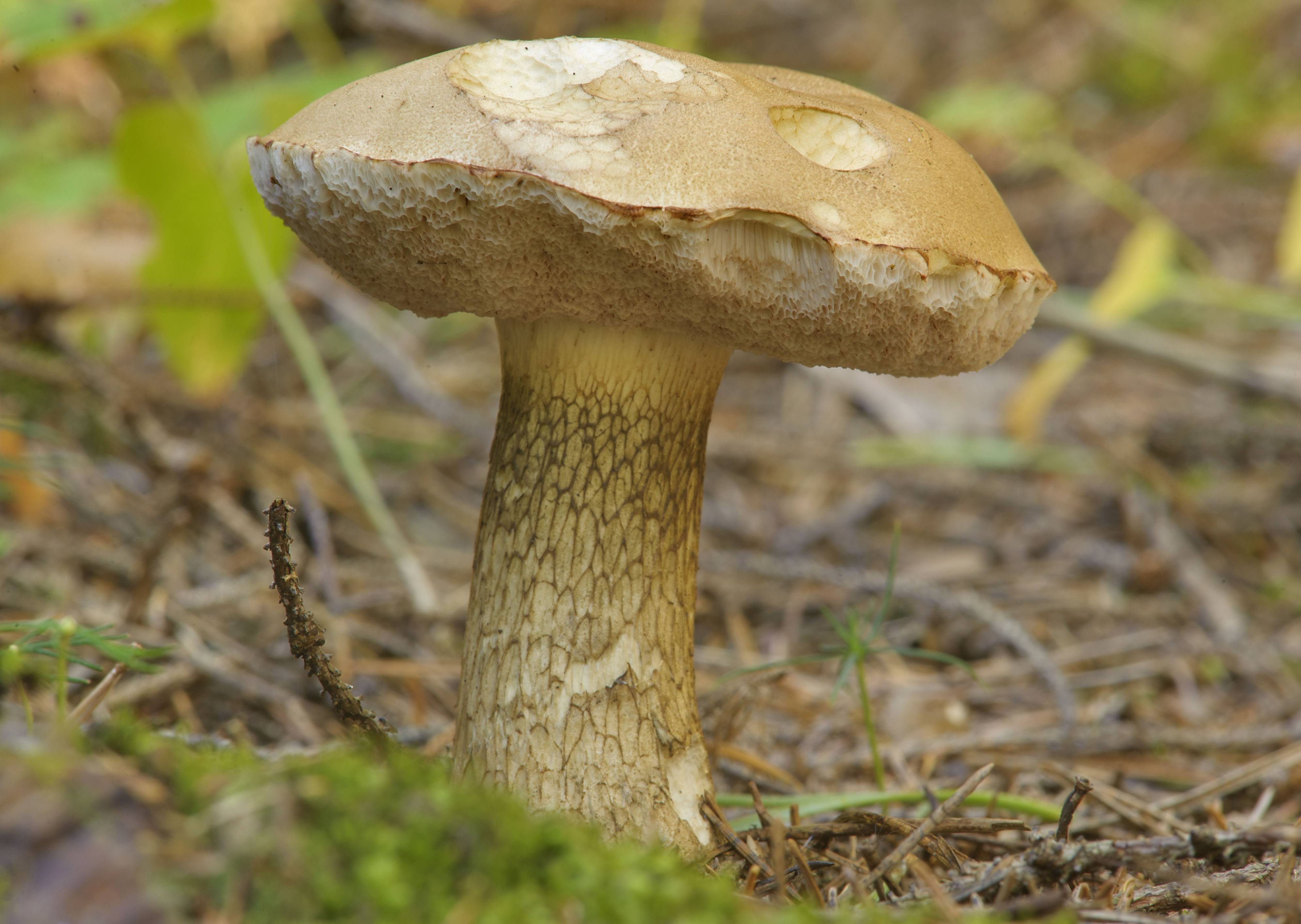 Польский гриб – фото, описание, как готовить, где растет