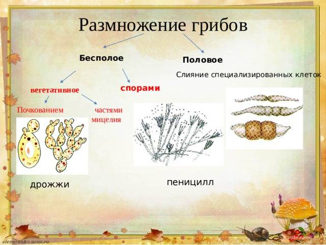 Размножение грибов мицелием. Размножение грибов схема 5 класс биология. Бесполое размножение грибов примеры. Схема способы размножения грибов. Размножение грибов спорами схема.