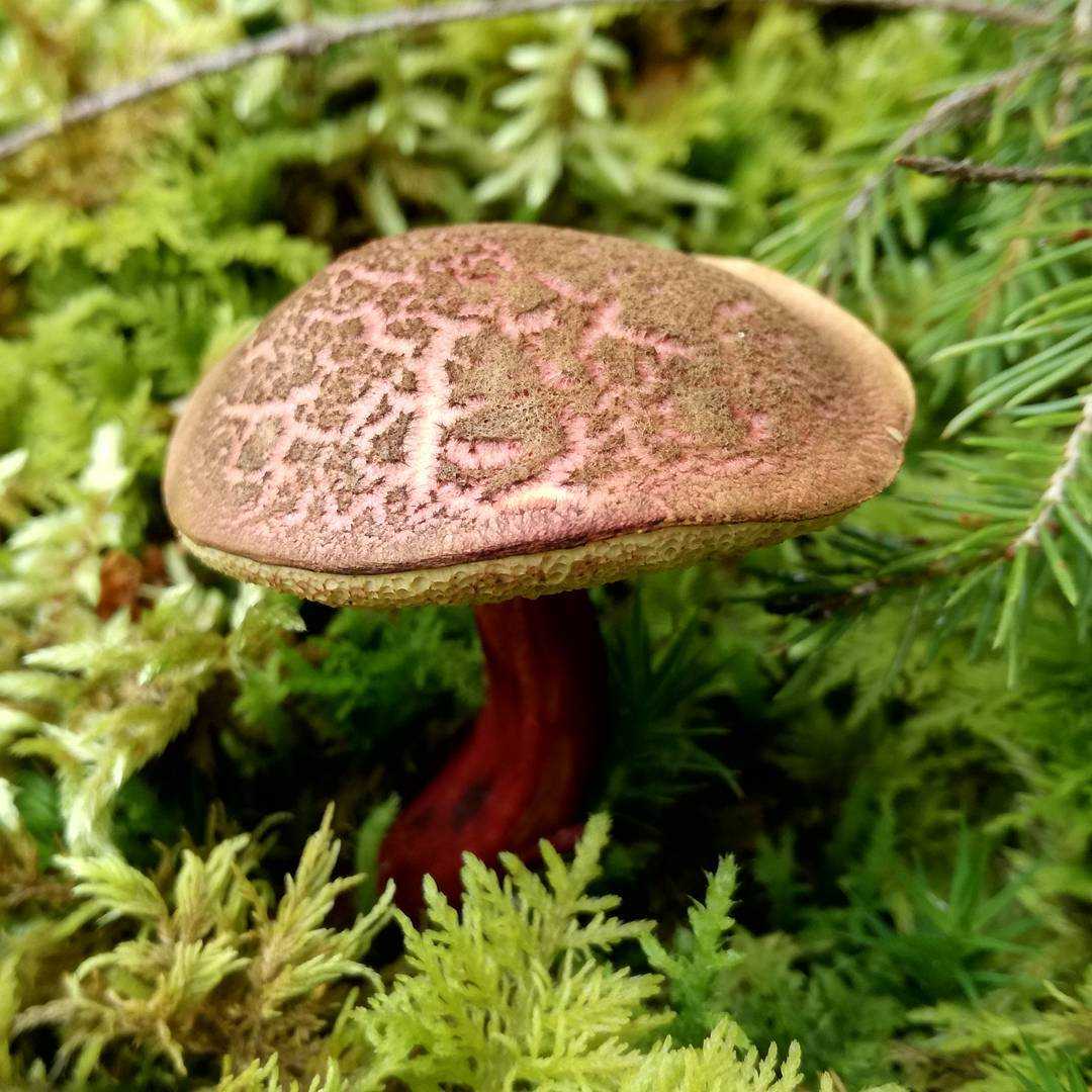 Ложный гриб моховик: +17 фото и описание, разновидности и отличия
