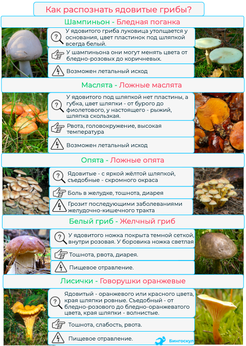 Таблица грибов