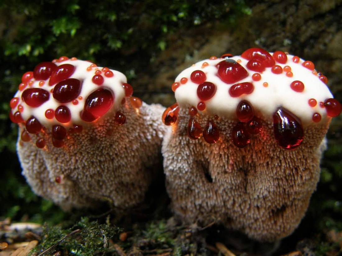Ядовитый гриб «кровавый зуб»: убийственная красота