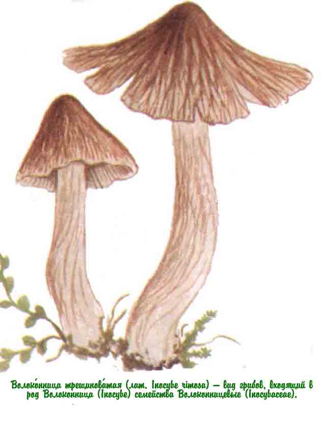 Волоконница патуйяра — описание гриба, похожие виды, фото