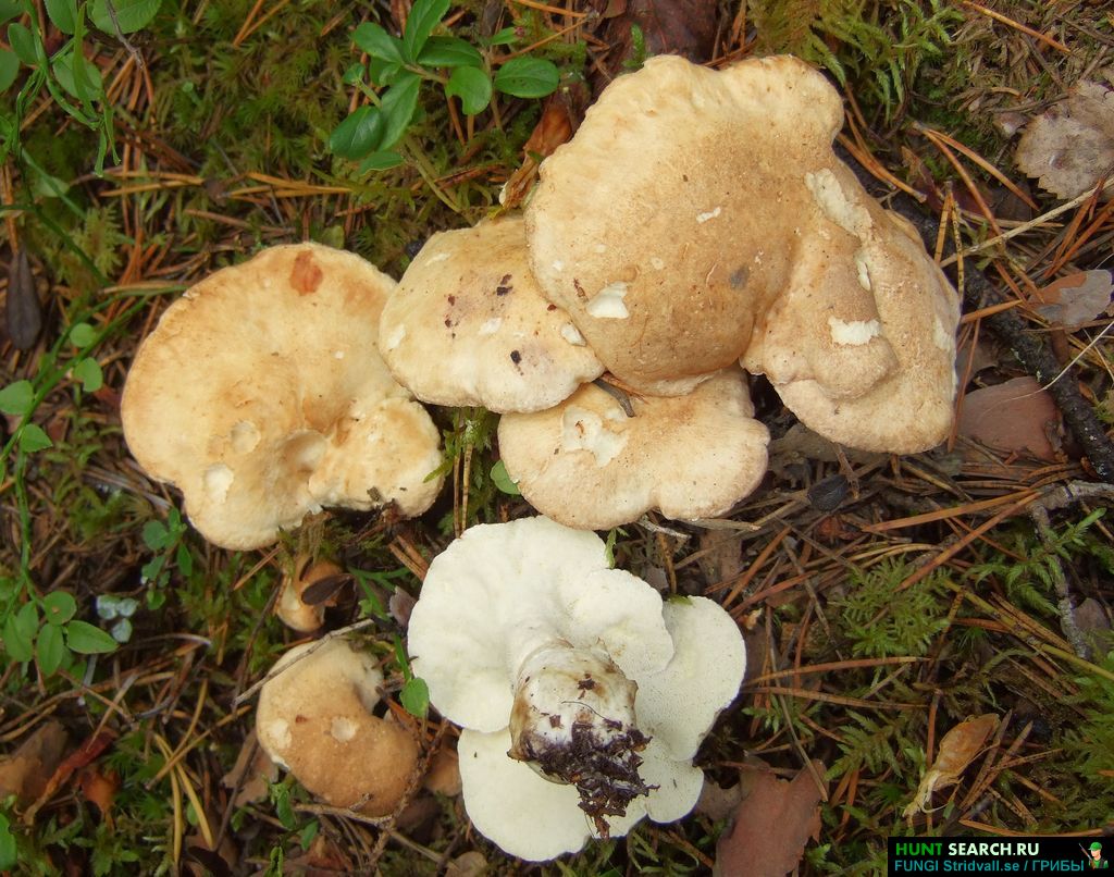 Саркосцифа алая или австрийская (sarcoscypha coccinea): фото, описание, лечебные свойства и как готовить грибы красные чашечки