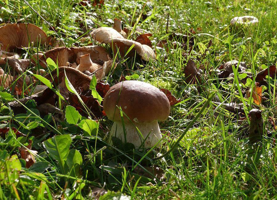 Какие грибы можно выращивать на садовом участке