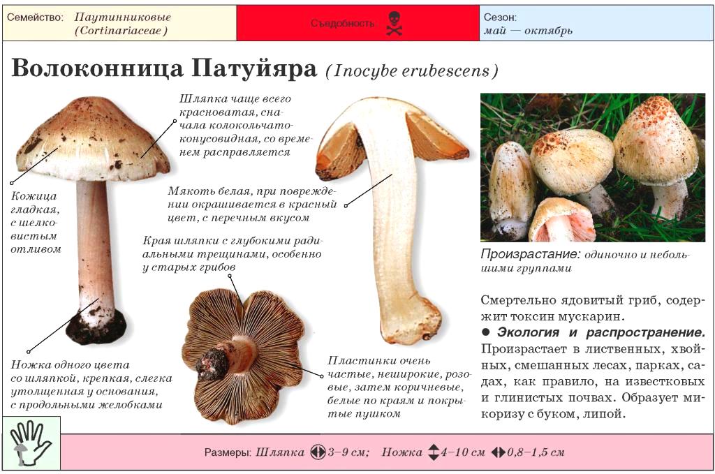Вороночник рожковидный или воронковидный: рецепты, фото, описание, лечебные свойства, польза и вред гриба