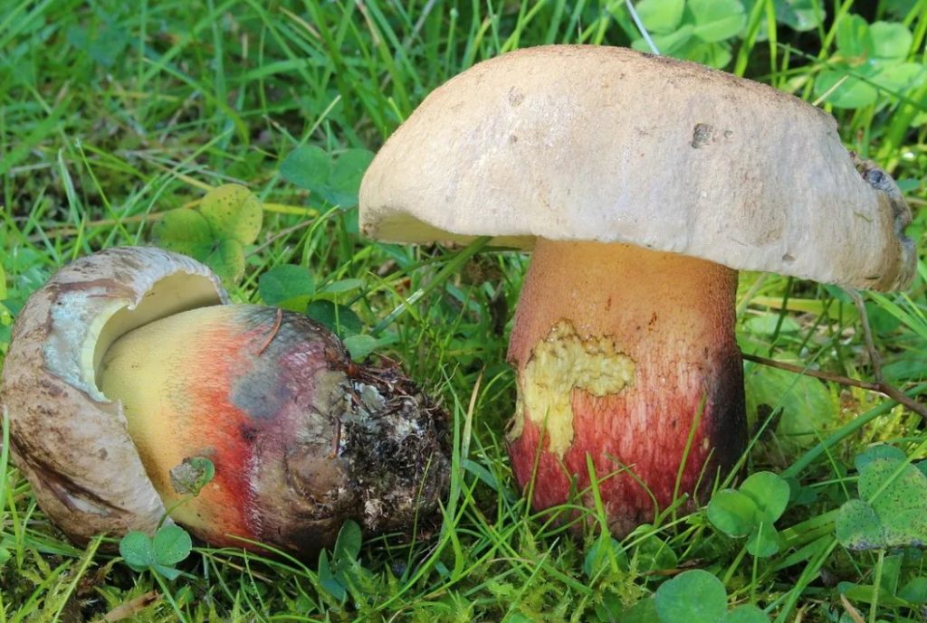 Бывают в жизни огорчения. 5 видов трубчатых грибов, которые лучше оставить в лесу. фотографии и статьи о них | грибной критик | дзен