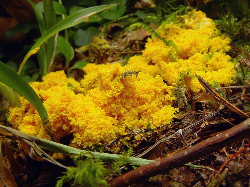 Саркосома шаровидная: описание и полезные свойства земляного масла - грибы собираем