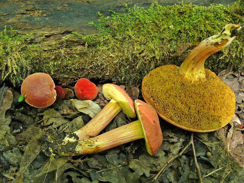 Гриб моховик: ложный, зеленый, древесный, описание, фото