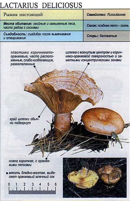 Еловик гриб: фото и описание, отличия от схожих видов
