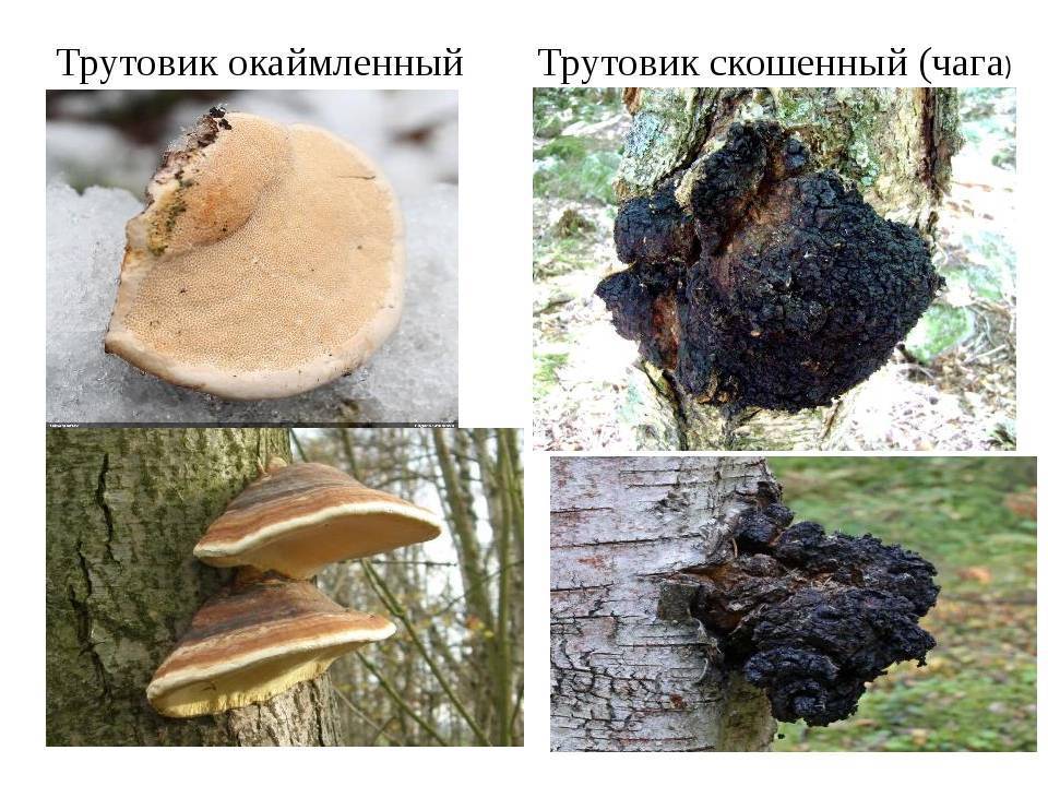 Как отличить чагу от других грибов