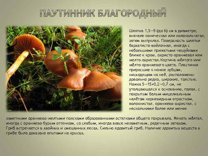 Колпак кольчатый (cortinarius caperatus) – грибы сибири