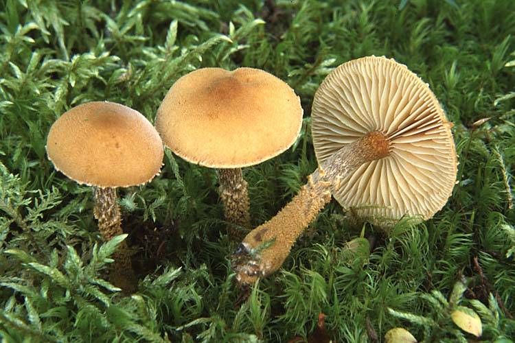 Цистодерма амиантовая (cystoderma amianthinum) – грибы сибири
