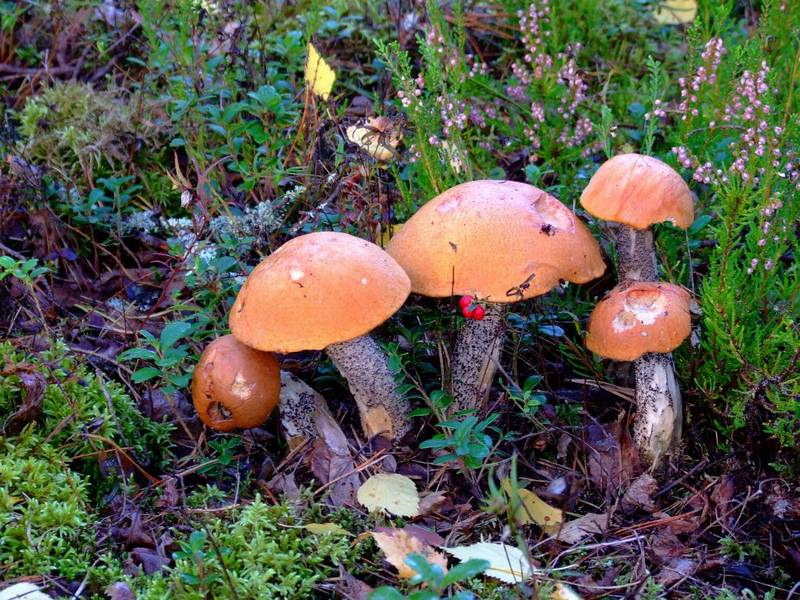 Ядовитые грибы ленинградской области – фото и описание