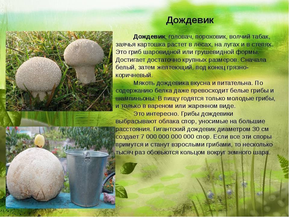 Дождевик луговой или дождевик полевой: фото, описание и как готовить этот гриб