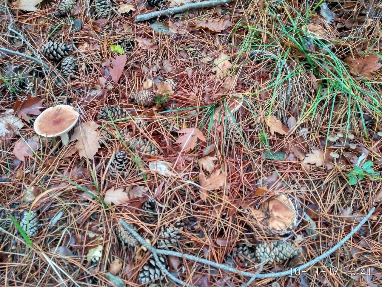 Какие грибы растут в сосновом лесу: описание видов и фото