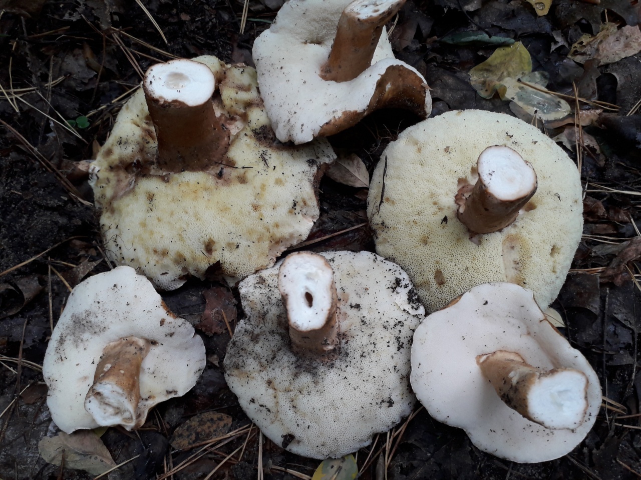 Каштановый (Заячий) гриб