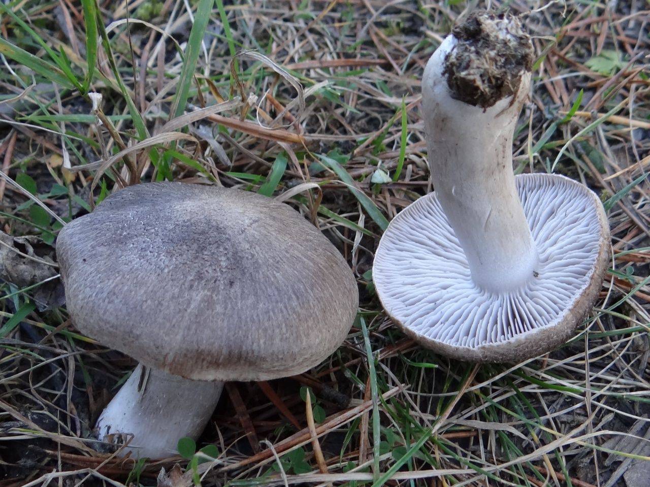 Рядовка землистая: описание гриба, распространение, фото