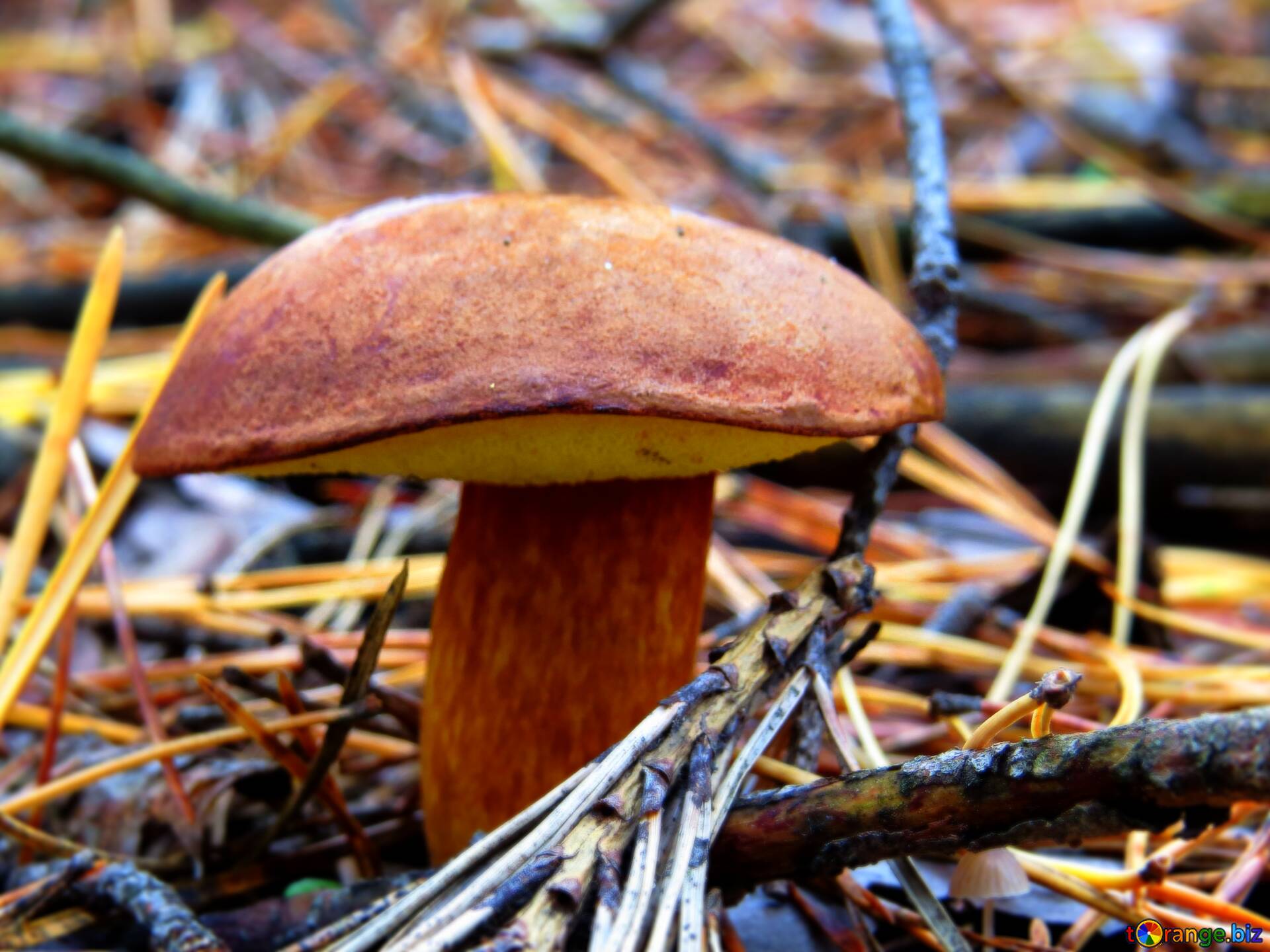 Как готовить гриб моховик? рецепт приготовления грибов моховиков :: syl.ru