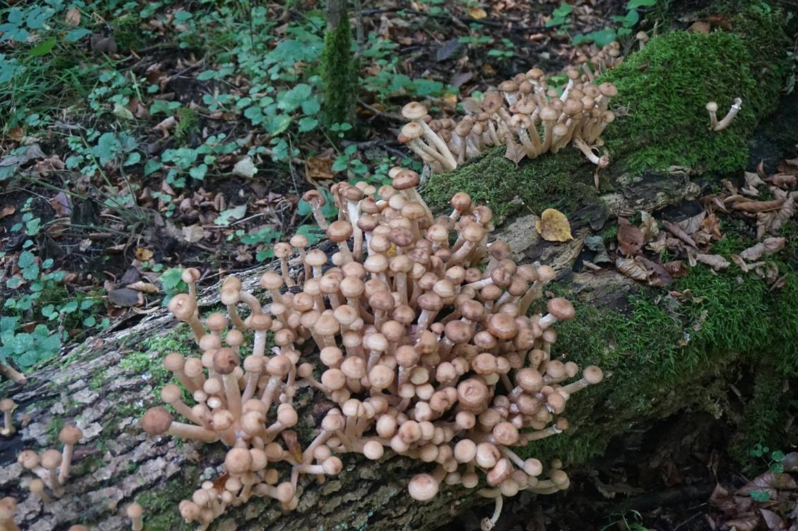 Когда собирать грибы: как правильно собирать грибы в лесу