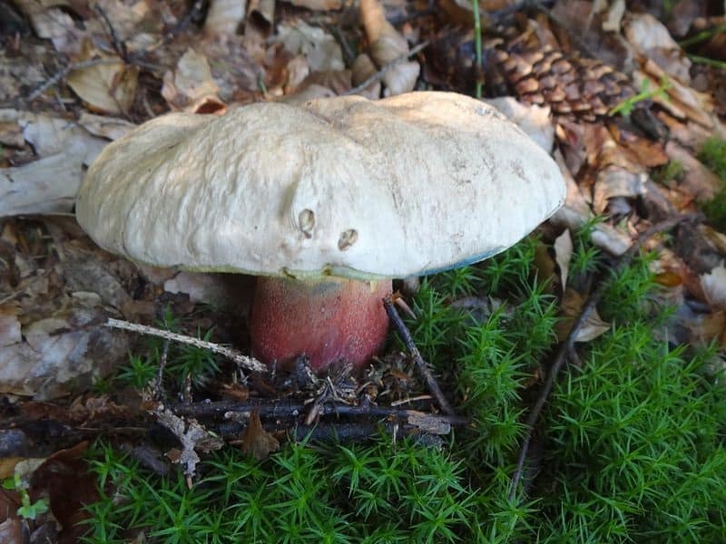 Бывают в жизни огорчения. 5 видов трубчатых грибов, которые лучше оставить в лесу. фотографии и статьи о них