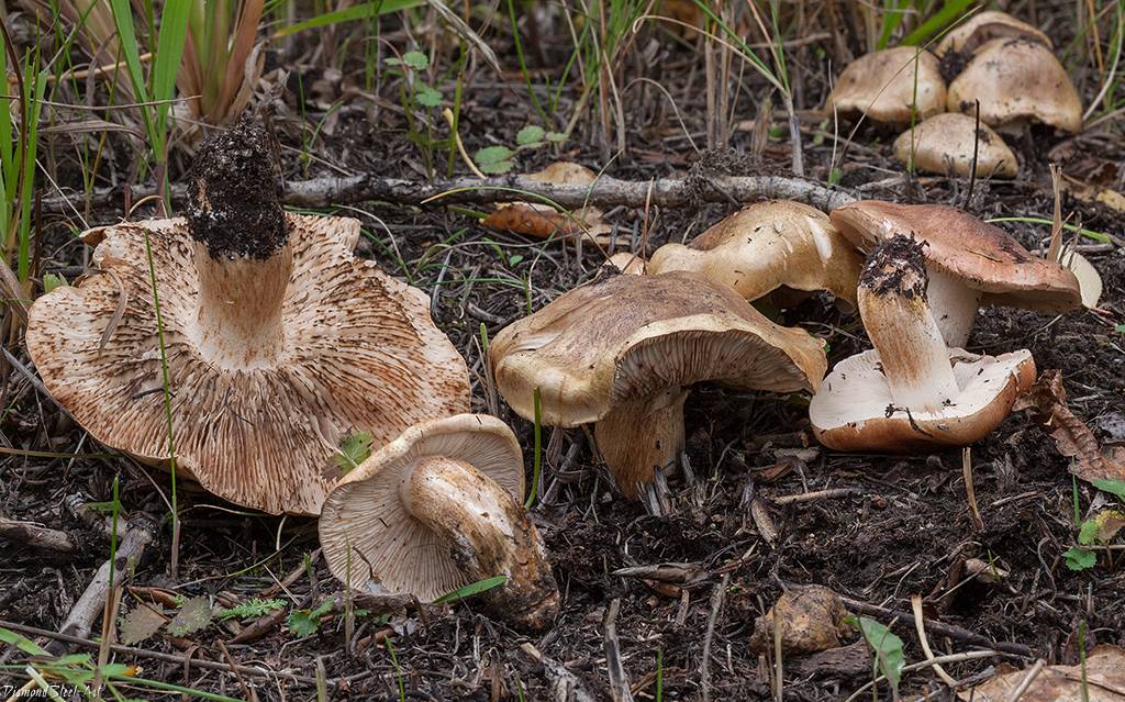 Тополёвая рядовка: описание гриба, способы выращивания и рецепты