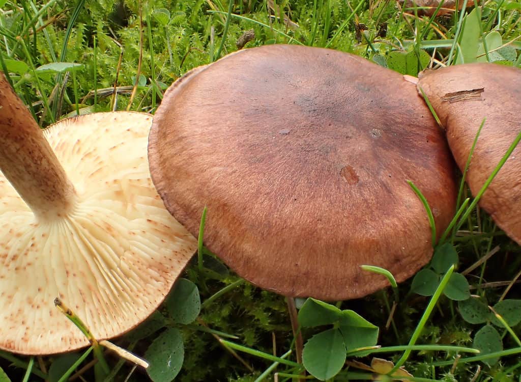 Съедобные и ядовитые грибы рядовки: +37 фото. описание и как отличить? — викигриб