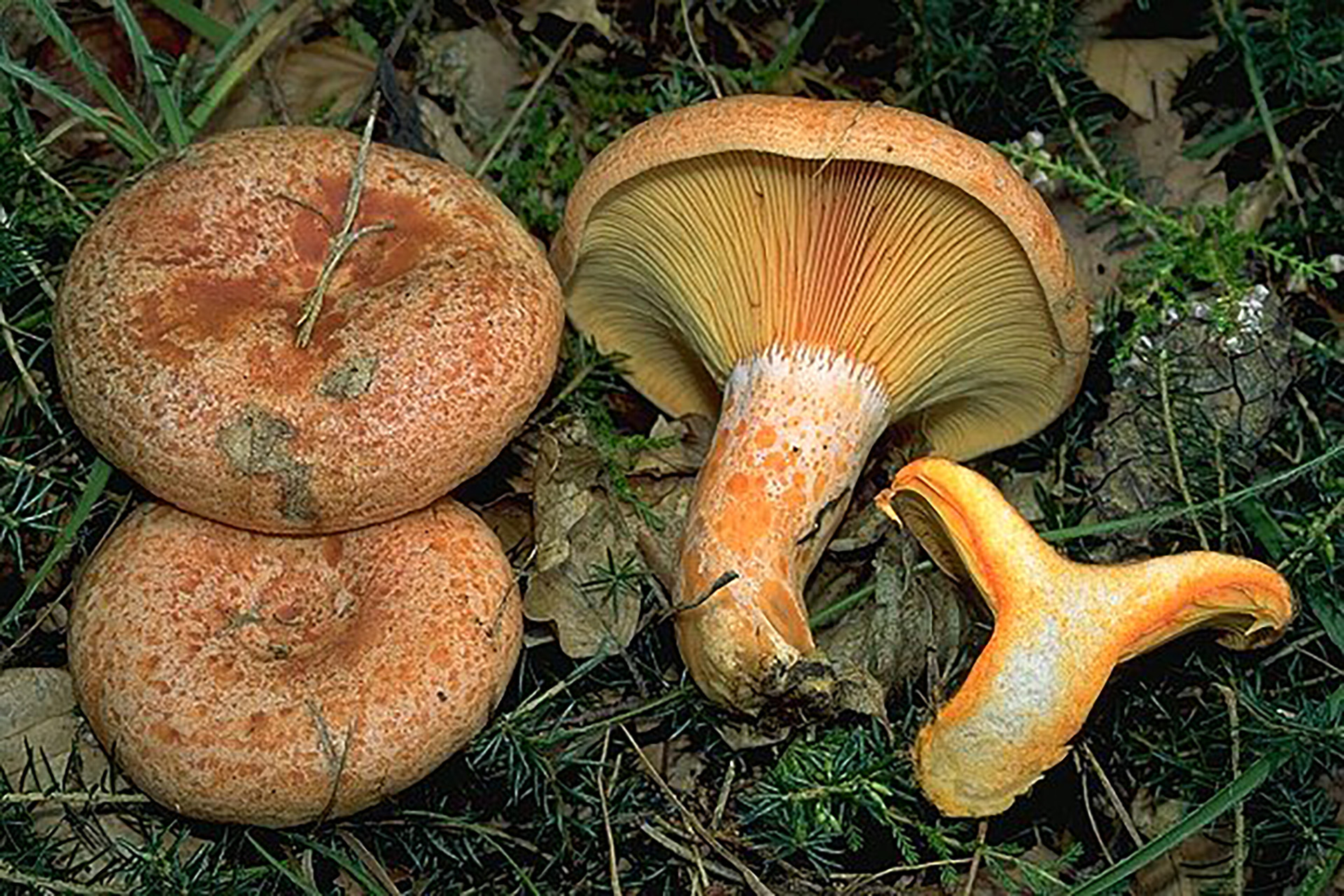 Рыжики – царские грибы русского леса + видео