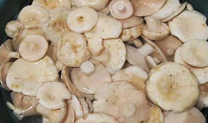 Способы приготовления грибов груздей в домашних условиях: рецепты, пошаговые фото и описание технологии