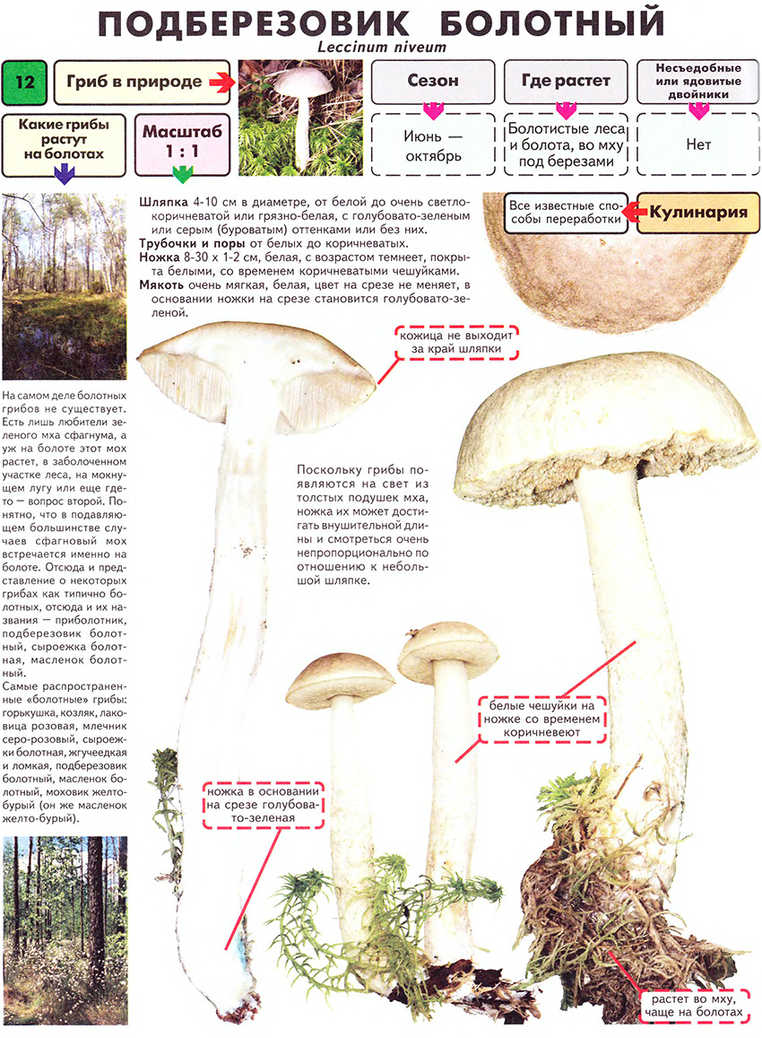 Как готовить гриб моховик? рецепт приготовления грибов моховиков