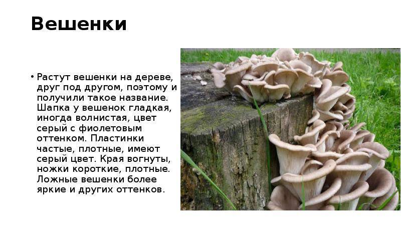 Вешенка - вкусный и полезный гриб, описание и виды