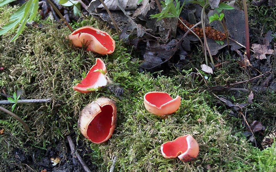 Саркосцифа алая — описание, где растет, ядовитость гриба