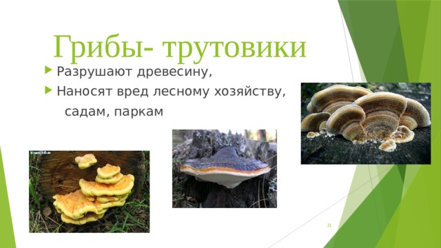 Настоящий домовый гриб: особенности развития