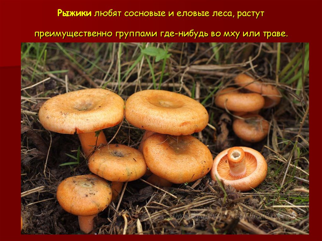 Как выглядят ложные рыжики: фото, как отличить от настоящих грибов и можно ли их есть