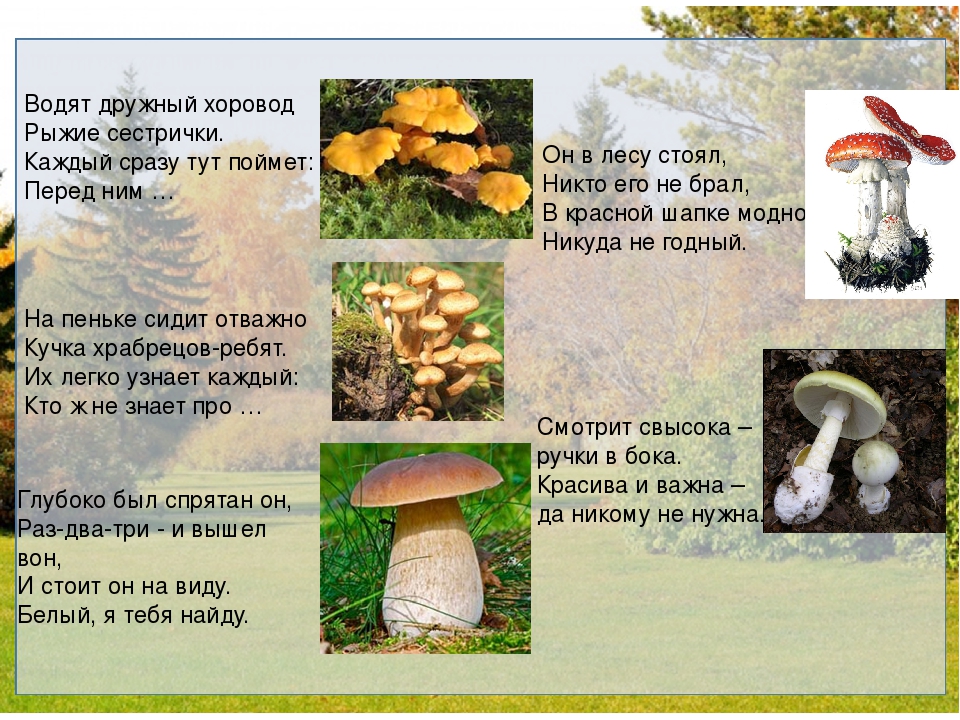 Съедобные грибы республики Коми с фото