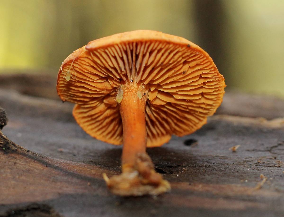 Где найти гриб кольцевик, как вырастить и с чем его готовить?