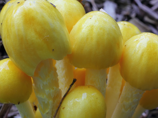 Болетопсис серый (boletopsis grisea) – описание, где растет, фото гриба