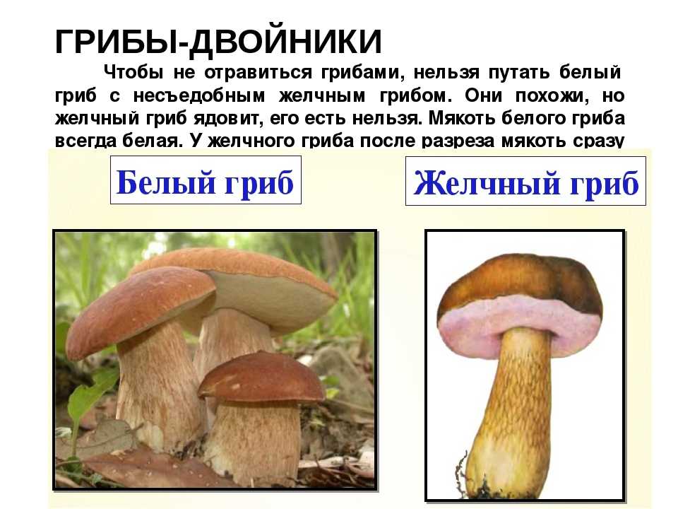 Сообщение о ядовитом грибе желчный гриб. как отличить истинный белый гриб от несъедобных двойников
