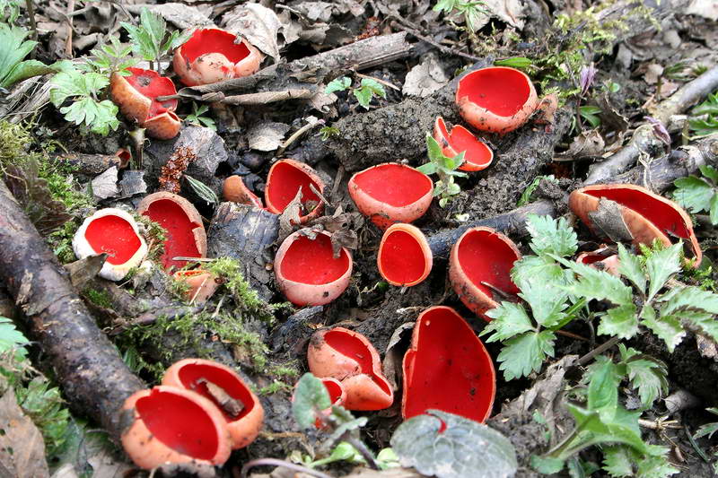 Как готовить саркосцифу алую: фото и рецепты с весенними съедобными грибами красного цвета