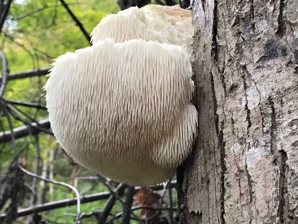 Ежовик альпийский – мохнатый гриб — викигриб