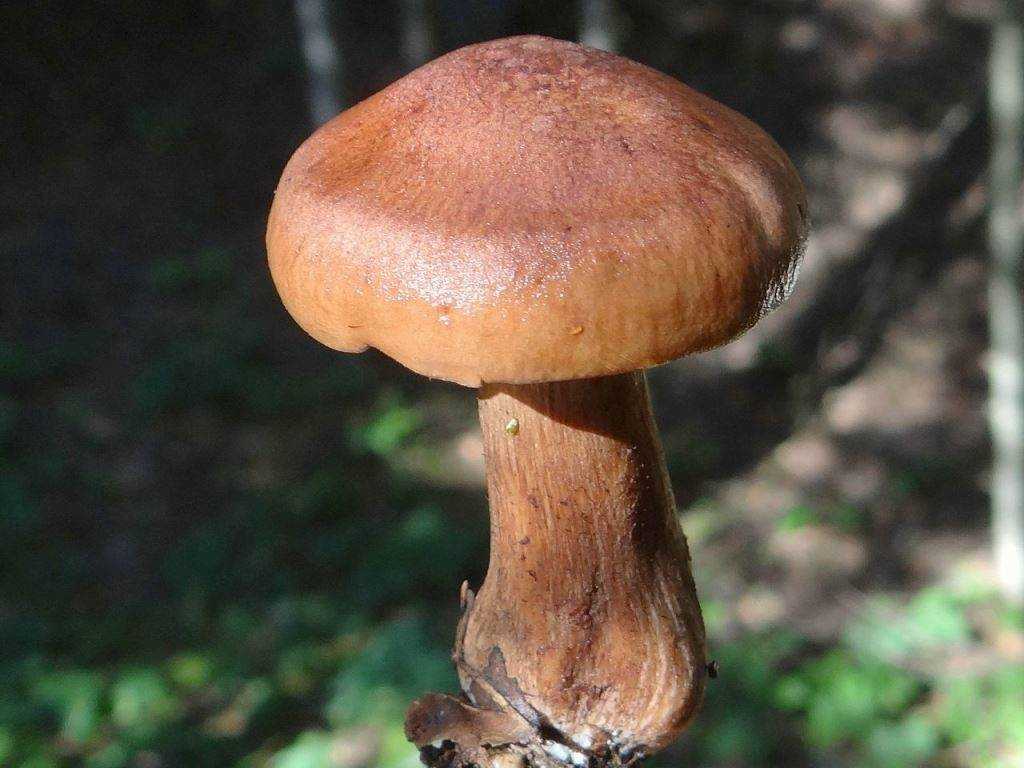Рядовка желто-бурая: фото, описание гриба, как готовить