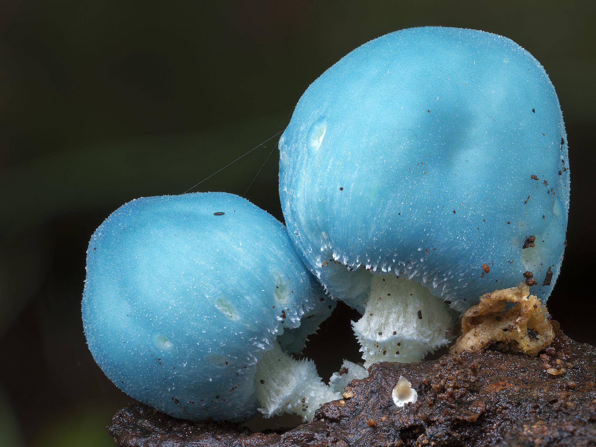 10 самых причудливых, редких и необычных грибов | ⭐ топкафе | дзен
