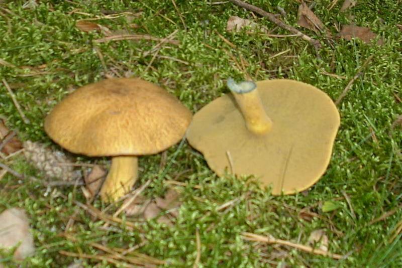 Как выглядят грибы синеножки: описание, места произрастания и съедобность