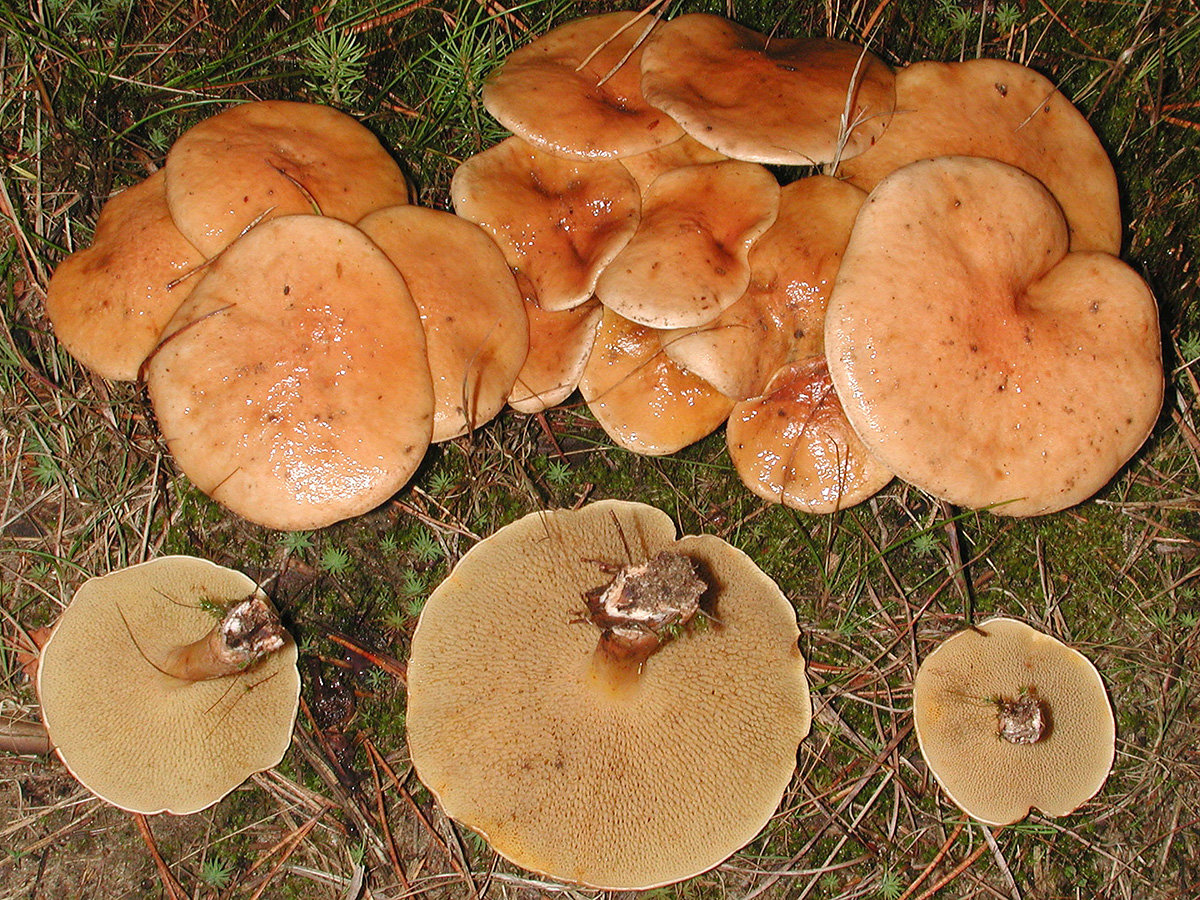Козляк (suillus bovinus) – грибы сибири