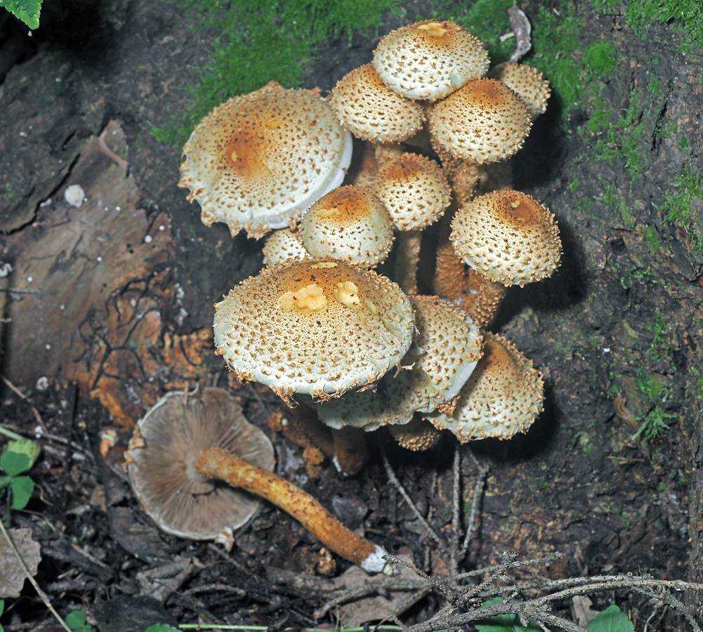 Чешуйчатка обыкновенная – гриб условно-съедобный. описание и где растет.